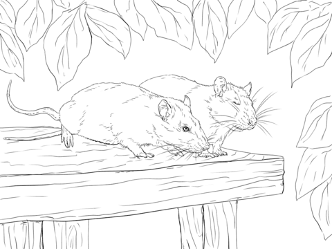 Two Rats Coloring Page